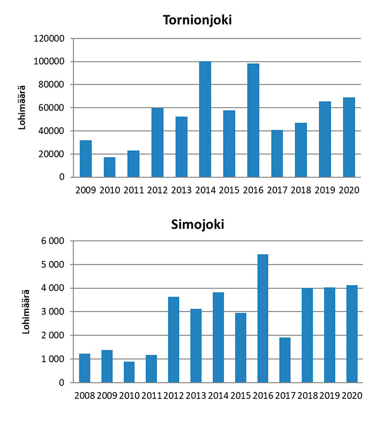 Tornionjoen ja Simojoen kaikuluotausseurannoissa havaitut nousulohimäärät. Seuranta aloitettiin Tornionjoella vuonna 2009 ja Simojoella vuonna 2008. Simojoen vuosittaiset lohimäärät ovat kuvassa suuremmat kuin Luken seurantasivulla, koska kuvan lukuihin on lisätty myös kossien määrä.