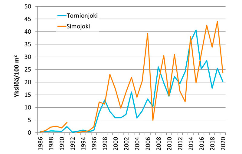 Kesänvanhojen lohenpoikasten keskimääräiset tiheydet Tornion- ja Simojoella. Tornionjoen tuloksissa on yhdistetty Suomen (Luke) ja Ruotsin (Norrbottenin lääninhallitus) koekalastukset.