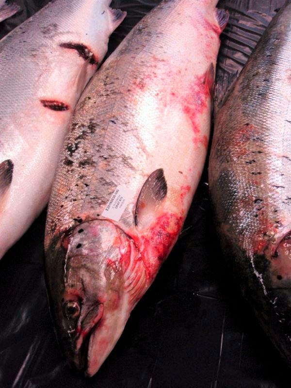 Osalla haavaisista kaloista on esiintynyt mahan puolella ihon veristä haavautumaa tai voimakasta verentungosta, kuten keskimmäisellä lohella. Kalastajilta toivotaan yhteydenottoja erityisesti tällaisista muutoksista nousukaloissa. Kuva: Perttu Koski.