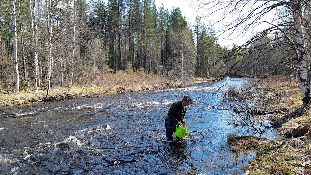 Metsähallituksen eräsuunnittelija Eero Hartikainen istuttamassa vastakuoriutuneita meritaimenia Loukusanjokeen. Kuva: Metsähallitus