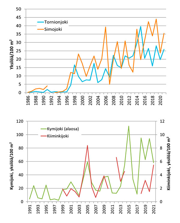 Kesänvanhojen lohenpoikasten keskimääräiset tiheydet Tornion- ja Simojoella, sekä Kymi- ja Kiiminkijoella.