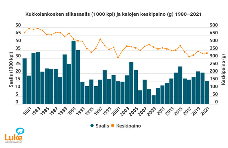 Tornionjoen Kukkolankosken Suomen puoleiset vaellussiikasaaliit ja saalissiikojen keskipainon kehitys 1980-2021.