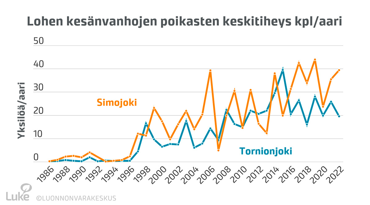 Tornion- ja Simojoen kesänvanhojen lohenpoikasten tiheydet olivat ennen 1990-luvun loppua enintään muutama poikanen aarilla. Tämän jälkeen tiheydet ovat kasvaneet viime vuosien 20─40 poikasta/aari tasolle.