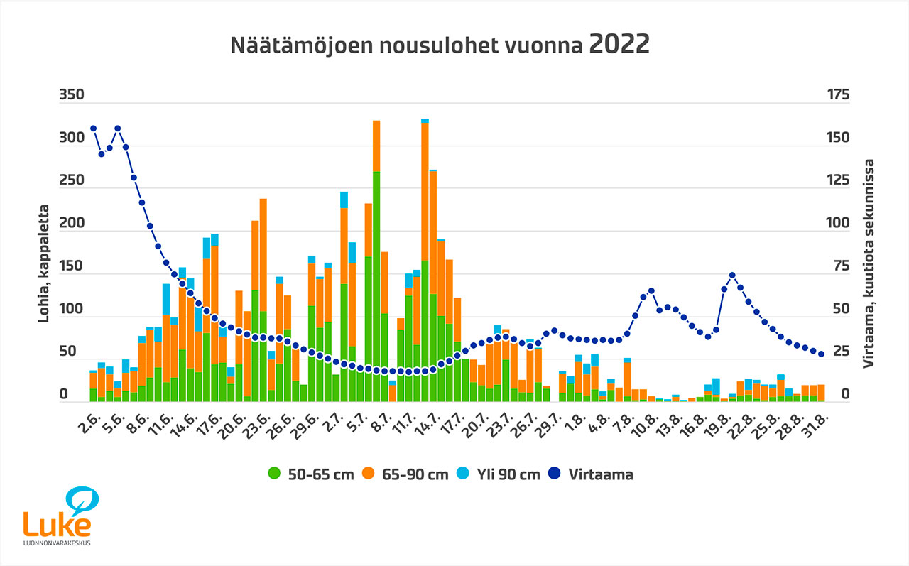 Kaikuluotauslaskennan perusteella arvioidut päivittäiset Näätämöjokeen nousseet lohimäärät kolmeen kokoryhmään jaettuna ajalla 2.6.-31.8.2022.  Tummansininen viiva kuvaa joen virtaamaa (m3/s) kaikuluotauspaikalla.