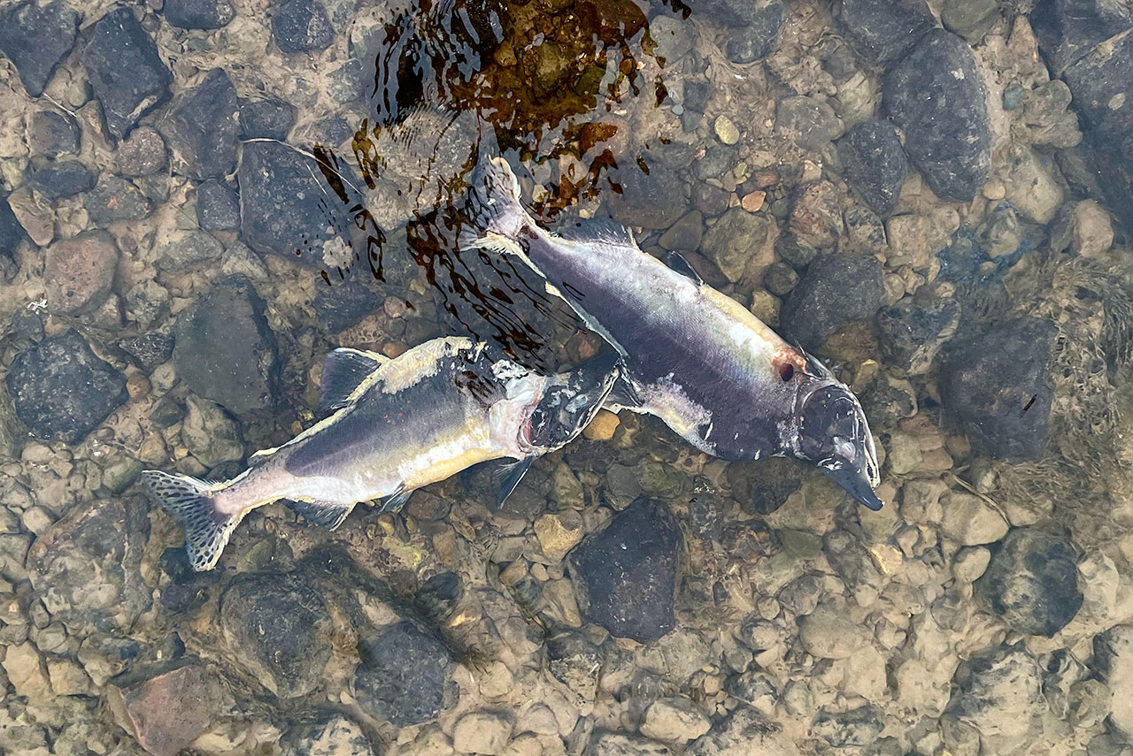 Kuolleita kyttyrälohia Tenolla. Kuva Aino Erkinaro / Oulun yliopisto