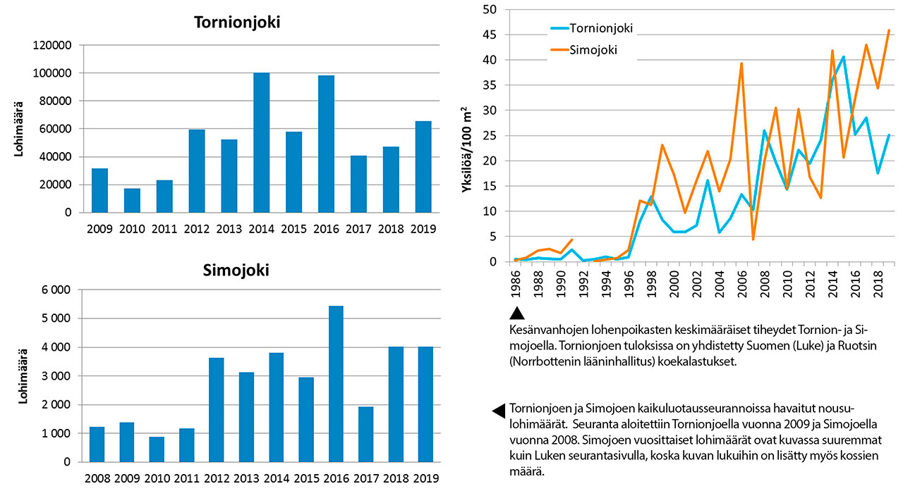 Kesänvanhojen lohenpoikasten keskimääräiset tiheydet Tornion- ja Simojoella, sekä Tornionjoen ja Simojoen kaikuluotausseurannoissa havaitut nousulohimäärät.