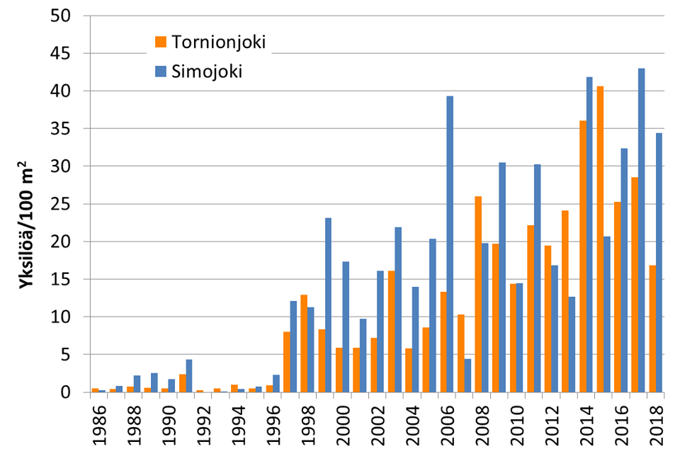 Kesänvanhojen lohenpoikasten tiheydet Tornion- ja Simojoessa ovat runsastuneet voimakkaasti viime vuosikymmeninä. Tornionjoen tuloksissa on yhdistetty Suomen (Luonnonvarakeskus) ja Ruotsin (Norrbottenin lääninhallitus) keräämät seuranta-aineistot.